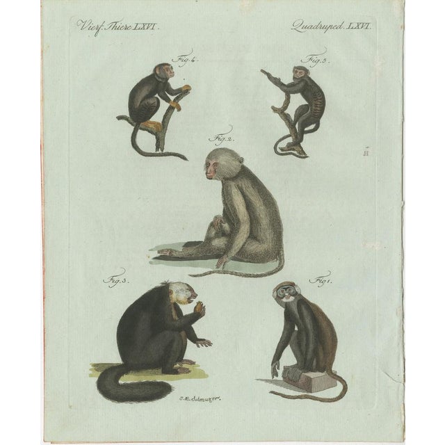 Bertuch, Five Monkeys and Tamarins, 1802, Engraving For Sale - Image 9 of 9