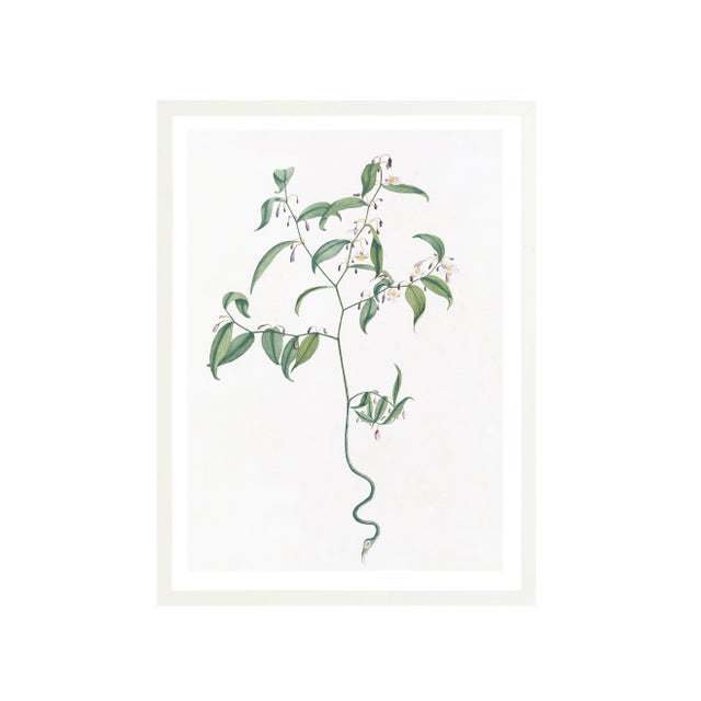 Illustration Celerie Kemble Curated Australian Botanical VII (36x48) in White Frame For Sale - Image 3 of 4