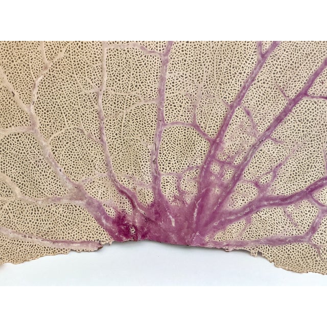 Nautical Giant Natural Sea Fan 42 X 26 For Sale - Image 3 of 3