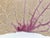 Nautical Giant Natural Sea Fan 42 X 26 For Sale - Image 3 of 3