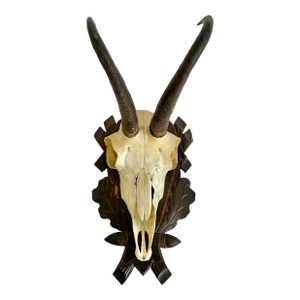 1968 Black Forest Mountain Goat Antlers