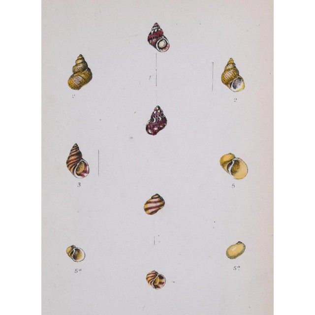 19th Century Antique Hand Colored English Shell Print by John Jeffreys 1869 For Sale - Image 4 of 6