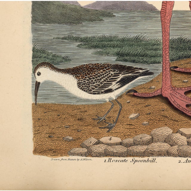 American Early American Poster, Spoonbill and Shore Birds For Sale - Image 3 of 8