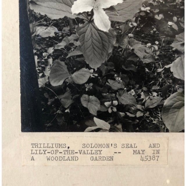 Modern Samuel GottschoVintage Silver Gelatin Signed Photograph Samuel Gottscho Garden Flowers Photo NY For Sale - Image 3 of 6