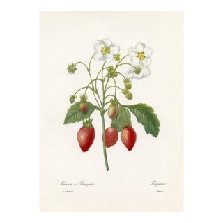 1960s, Strawberry Print by Pierre Redoute, Original Antique Fruit Print For Sale