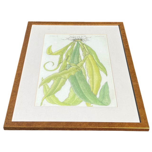 English Late 20th Century Framed Botanical Fern Print by W. King Ambler For Sale - Image 3 of 8