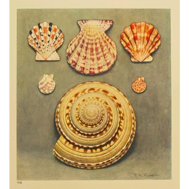 French 1935 Rare Set of 3 French Lithographs-Sea Shells For Sale - Image 3 of 7