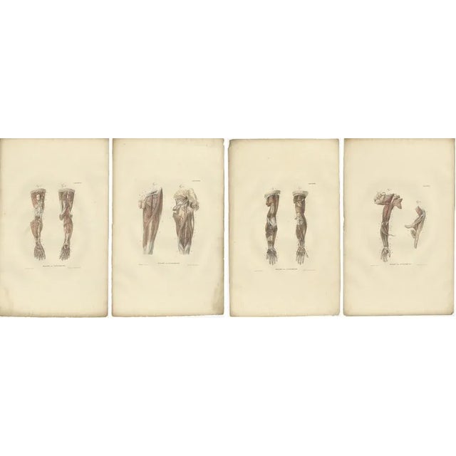 Set of 14 antique anatomy prints of angiology, the medical specialty which studies the diseases of the circulatory system...