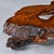 Nakashima Style Live Edge Redwood Burl Root Stump Slab Coffee Table For Sale - Image 6 of 18
