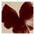Ugne Pouwell, Poppy Bird, Color Photograph, Signed Edition of 20 For Sale