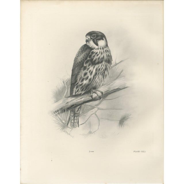 Lilian M. Medland, Eurasian Hobby Falcon, 1908, Monochrome Ornithological Plate on Paper For Sale