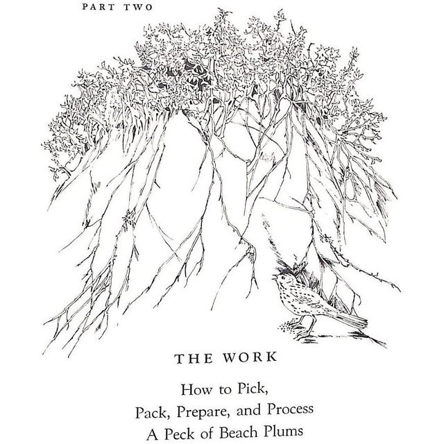 "Plum Crazy: A Book About Beach Plums" 1973 Mirel, Elizabeth Post For Sale In New York - Image 6 of 10