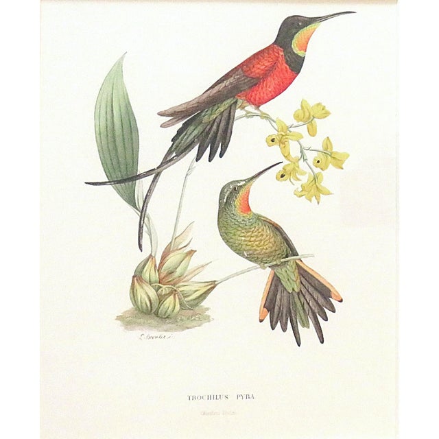 Paper Set of 6 French Hummingbird Prints by Louis Bevalet Framed For Sale - Image 7 of 8