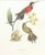 Paper Set of 6 French Hummingbird Prints by Louis Bevalet Framed For Sale - Image 7 of 8