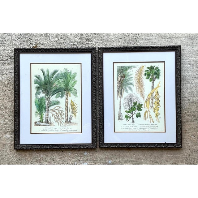 Vintage Framed Botanical Palm Illustrations - Set of 2 For Sale - Image 13 of 15