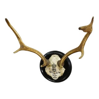 Black Forest Fallow Deer Trophy From Salem Germany, Solitude Park 1894 For Sale
