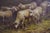 Large Artist Signed Oil Painting on Canvas ~ Sheep For Sale In Philadelphia - Image 6 of 15