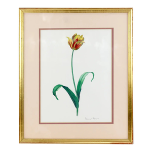 Vintage Hand-Painted Plant Specimen Watercolor Tulip Specimen (With Frame). Signed in the Lower Right Corner