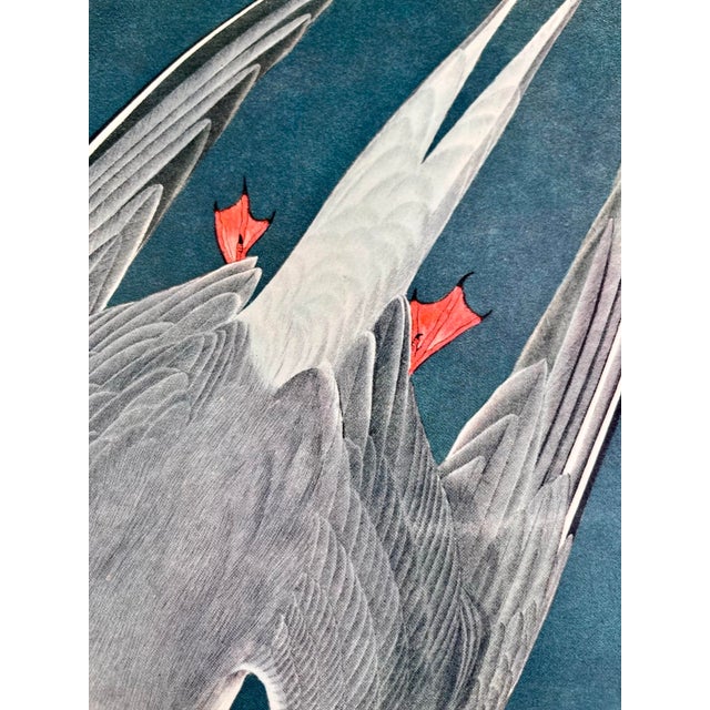 Antique White 1964 Audubon Folio Lithograph Great Bird Paintings – “Arctic Tern” 17x14 For Sale - Image 8 of 9