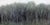 This oil painting depicts a dense grove of black locust trees, their slender trunks and branches rendered with a soft,...