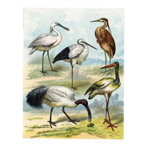 1886, Stork Print, Original Antique Bird Lithograph