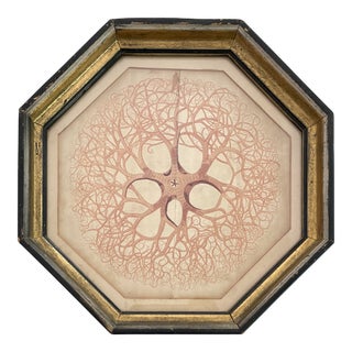 Framed Etch Art Coral For Sale
