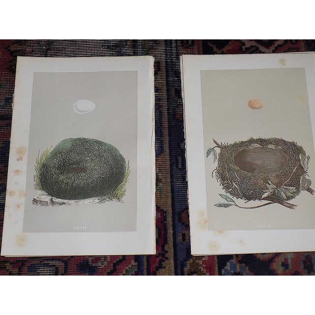 Brown Authentic Antique 19th Century Hand Colored Bird Nest & Egg Lithographs - Set of 12 For Sale - Image 8 of 13
