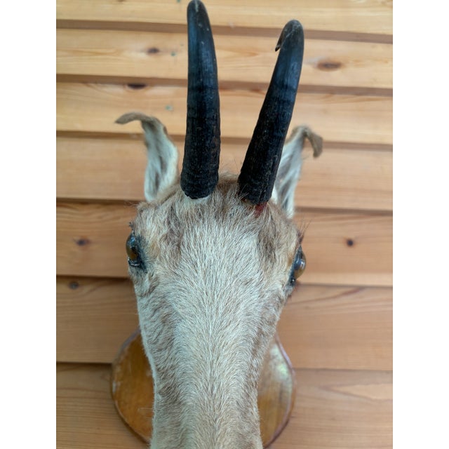 Springbok or Chamois Antelope mounted on vintage Black Forest base with hanging hook. Small, bohemian, feminine for...