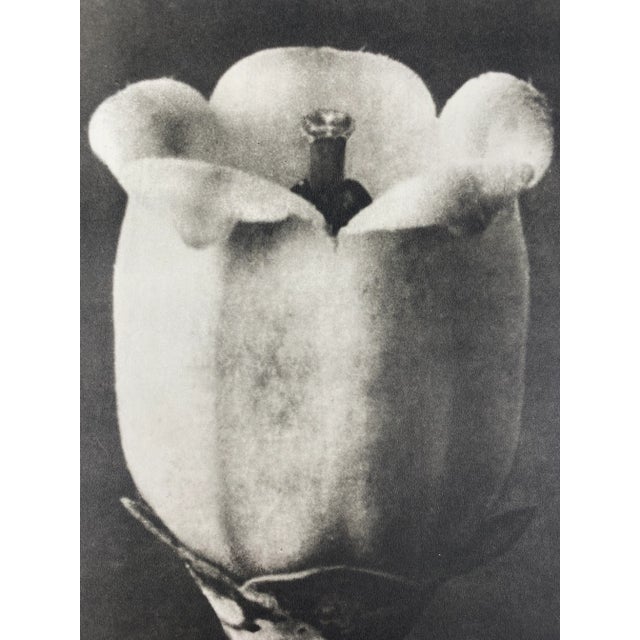 Exquisite Botanical photogravure from famed Wunder In Der Nature portfolio by Blossfeldt . Karl Blossfeldt (1865 - 1932)...