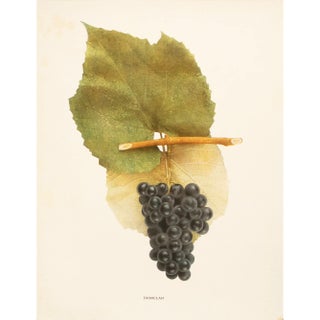 1900s U. P. Hedrick, Original Antique Photogravure of Ironclad Grapes For Sale