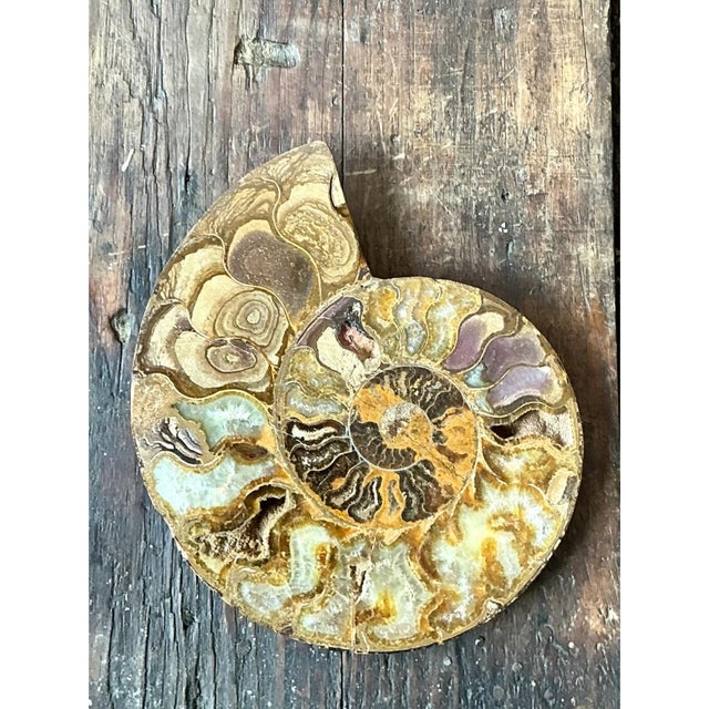 Vintage Fossilized Ammonite Specimen For Sale - Image 12 of 12