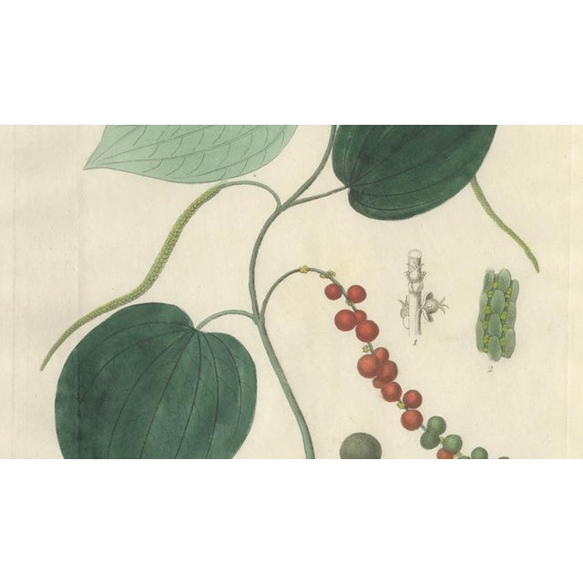 Piper Nigrum, 1800s, Paper For Sale - Image 3 of 10