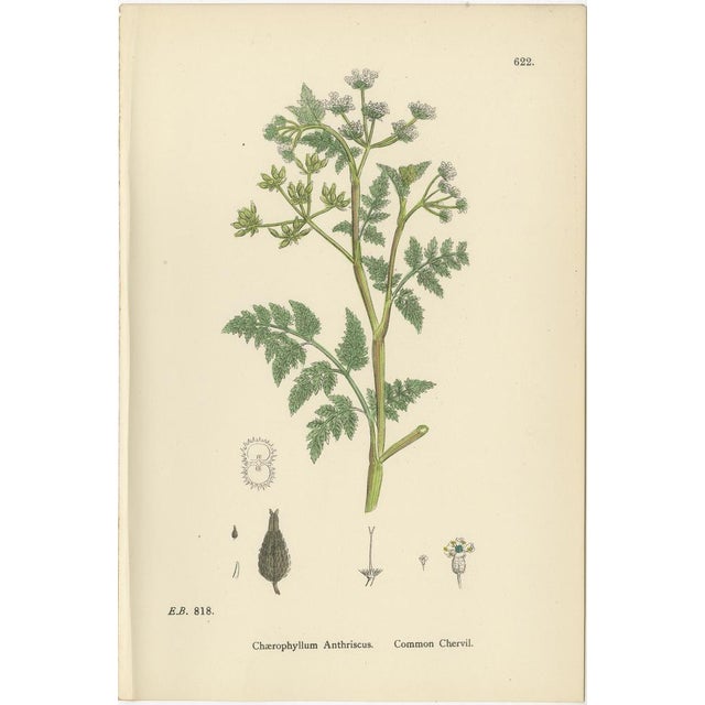 Title: Elegant British Chervil Quartet – Hand-Colored Botanical Prints, England 1902 : This refined set of four original...