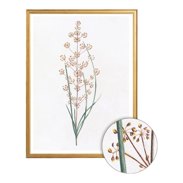 Illustration Celerie Kemble Curated Australian Botanical Set of 4 (36x48) in Gold Frame For Sale - Image 3 of 6