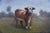 Portraiture 19th Century Victorian Era Guernsey Cow Portrait, Oil on Canvas For Sale - Image 3 of 6