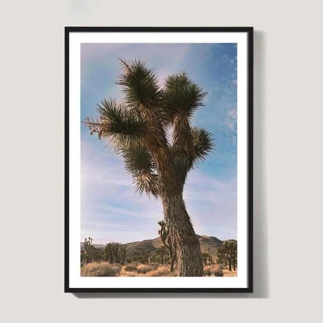 Contemporary Joshua Tree in Vintage Desert Tones Photograph - 24" X 36" For Sale - Image 3 of 5
