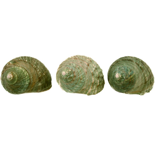 Green Blue Turbo Shells – Set of 3 For Sale - Image 4 of 6