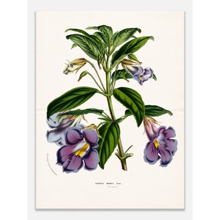 Antique Louis Van Houtte Botanical Lithograph, C. 1850 – Hand-Colored Double-Page Folio Plate For Sale