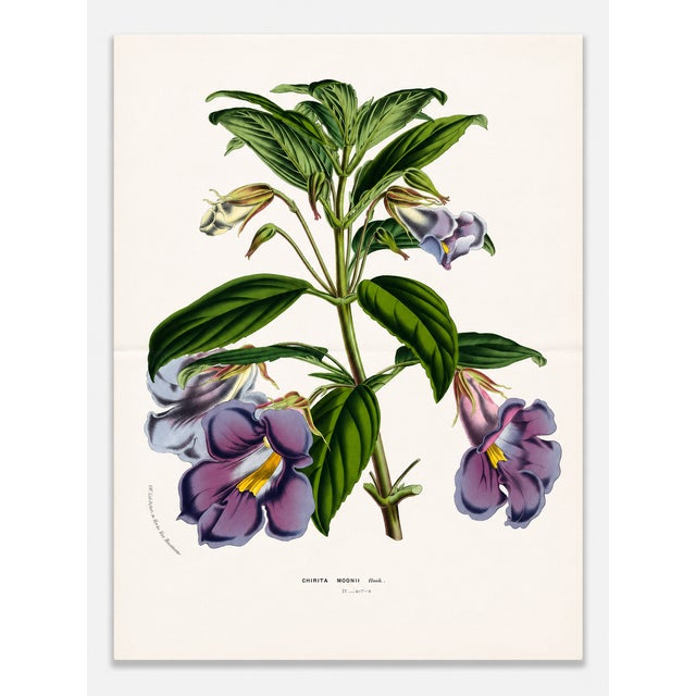 Antique Louis Van Houtte Botanical Lithograph, C. 1850 – Hand-Colored Double-Page Folio Plate For Sale