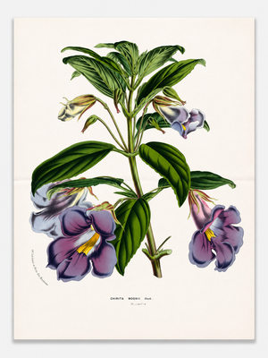Antique Louis Van Houtte Botanical Lithograph, C. 1850 – Hand-Colored Double-Page Folio Plate