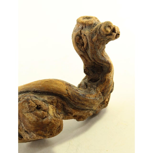 1960's Grapevine Corkscrew From Reine Pedauque Vineyard in Beaune, France For Sale - Image 10 of 12