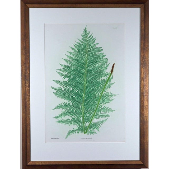 Henry Bradbury Nature-Printed Fern Botanical Prints, Set of Four, Framed English, London, 1855–1856 This set of four...