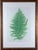 Henry Bradbury Nature-Printed Fern Botanical Prints, Set of Four, Framed English, London, 1855–1856 This set of four...