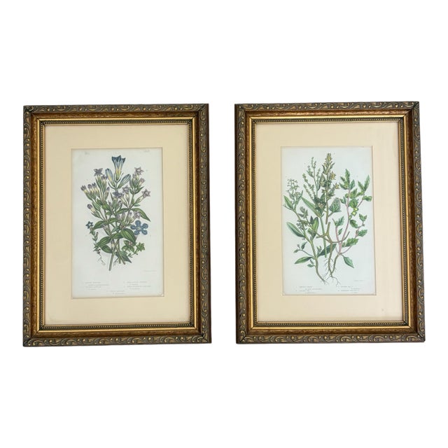 Pair of Antique Hand Colored English Botanical Etchings Gold Ornate Frame Reproduction For Sale