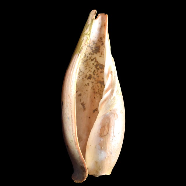 Coquillage Kintsugi by Myriam Greff For Sale - Image 4 of 5