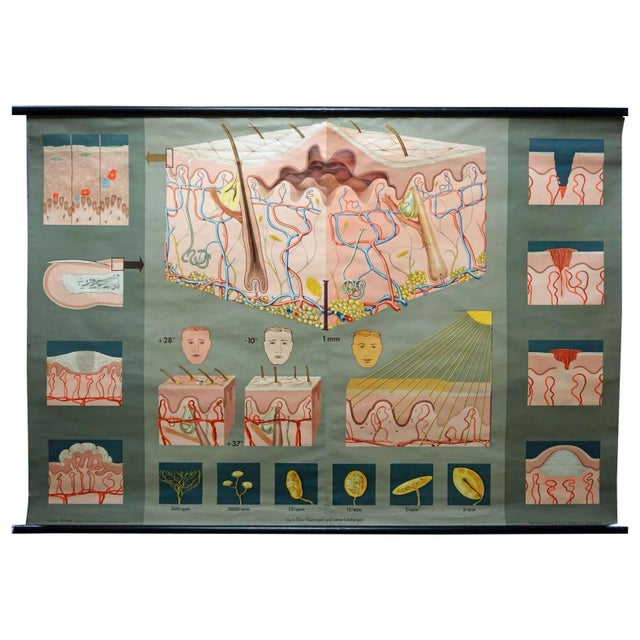 Hagemann Medical Rollable Poster Wall Chart Human Body Skin Cross Section For Sale - Image 6 of 6