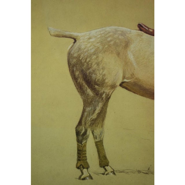 Cecil Aldin 'Activity' Polo Pony Hand-Colour Plate For Sale - Image 10 of 10