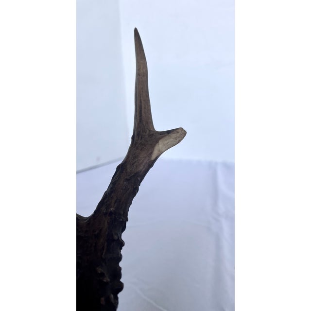 1899 Antique German Roe Deer Antler Trophy Skull Mount by Dittmar Siebert Fritzlar For Sale - Image 10 of 10