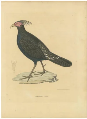Prêtre, Himalayan Monal, 1808, Hand-Colored Engraving