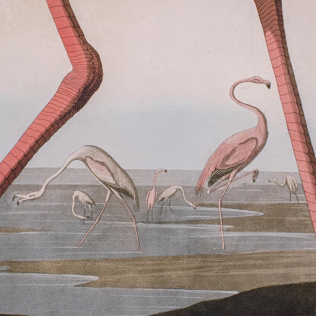 1960s Large Vintage Flamingo Picture, English, Framed Print, Jj Audubon, Wildlife Art For Sale - Image 5 of 12